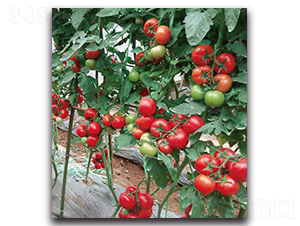 ��t����-���ѷN��-�F(xi��n)������