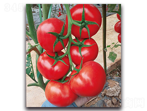 ��̩�t����-���ѷN��-�F(xi��n)������