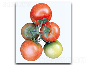 �t�㷬��-���ѷN��-�F(xi��n)������