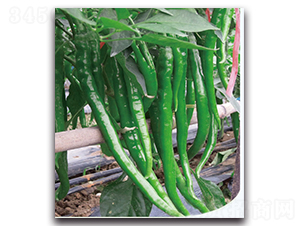 �L��8̖(h��o)����-�����N��-�F(xi��n)������