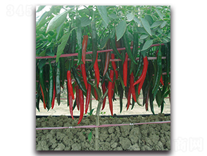 һƷ�t����-�����N��-�F(xi��n)������