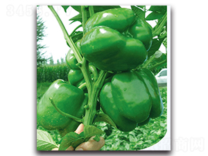 �P������-�����N��-�F(xi��n)������