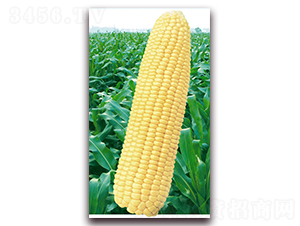 �f��2000-�����׷N��-�A��N�I(y��)