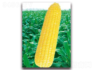 �f�SŴ253-Ŵ���׷N��-�A��N�I(y��)