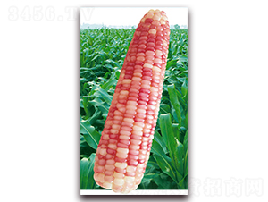 �f��Ŵ1227-Ŵ���׷N��-�A��N�I(y��)