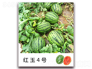 �t��4̖(h��o)-���ϷN��-���߷N�I(y��)