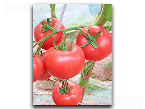 ����1626-���ѷN��-���߷N�I(y��)