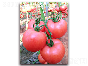 ����-���ѷN��-���߷N�I(y��)