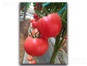 A-1751-���ѷN��-���߷N�I(y��)