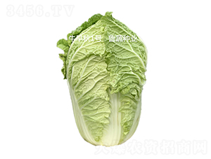 ţ����1̖-�ײ˷N��-���߷N�I(y��)