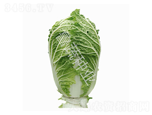 ţ����5̖-�ײ˷N��-���߷N�I(y��)