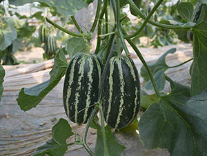 ����9̖(h��o)-��ϷN��-���R�r(n��ng)�I(y��)