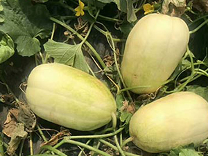 �����̖(h��o)-��ϷN��-���R�r(n��ng)�I(y��)