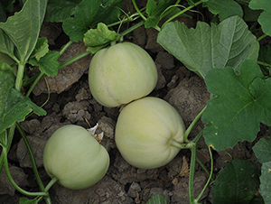 ���R����-��ϷN��-���R�r(n��ng)�I(y��)