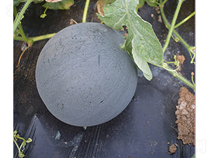 �R�ڟo(w��)��һ̖(h��o)-���ϷN��-���R�r(n��ng)�I(y��)