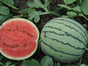 ����һ̖(h��o)-���ϷN��-���R�r(n��ng)�I(y��)