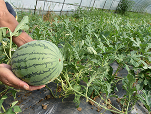 С��(y��u)-���ϷN��-���R�r(n��ng)�I(y��)