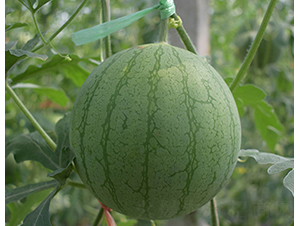 �SԪ��-���ϷN��-���R�r(n��ng)�I(y��)