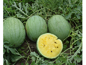 ���}��-���ϷN��-���R�r(n��ng)�I(y��)