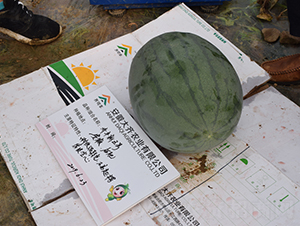 ���R��̖(h��o)��ԭ�R�S����̖(h��o)��-���ϷN��-���R�r(n��ng)�I(y��)