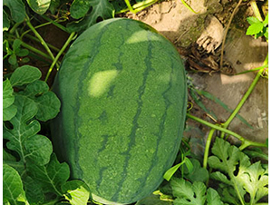 ���R��̖(h��o)��ԭ���R���S����̖(h��o)��-���ϷN��-���R�r(n��ng)�I(y��)