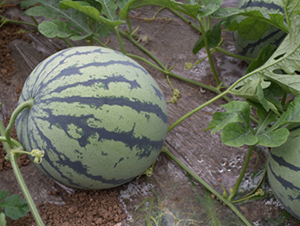 �p�t1000-���ϷN��-���R�r(n��ng)�I(y��)