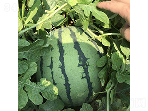 ���R105-���ϷN��-���R�r(n��ng)�I(y��)