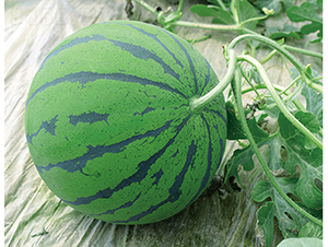 ���R101-���ϷN��-���R�r(n��ng)�I(y��)