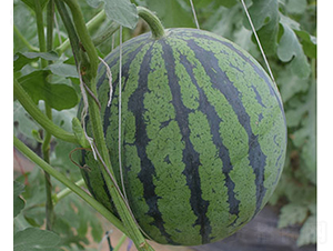 ����-���ϷN��-���R�r(n��ng)�I(y��)