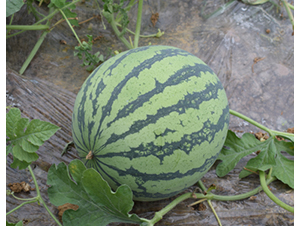 ��������8424-���ϷN��-���R�r(n��ng)�I(y��)