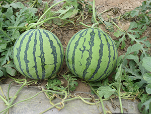 ��������8424-���ϷN��-���R�r(n��ng)�I(y��)