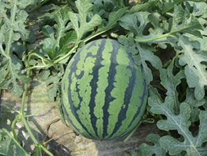 ���R8848��ԭ8848������-���ϷN��-���R�r(n��ng)�I(y��)