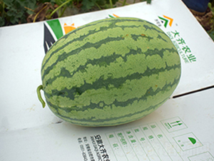 �p�t218-���ϷN��-���R�r(n��ng)�I(y��)