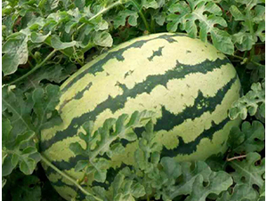 ���RɳĮ001-���ϷN��-���R�r(n��ng)�I(y��)