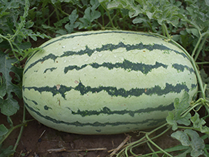 ���R168-���ϷN��-���R�r(n��ng)�I(y��)