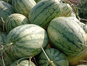 �R���S��̖(h��o)-���ϷN��-���R�r(n��ng)�I(y��)