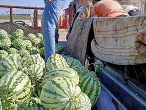 ���r(n��ng)��̖-���ϷN��-���R�r(n��ng)�I(y��)