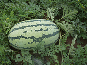 ���R188-���ϷN��-���R�r(n��ng)�I(y��)