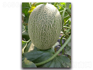 ����һ̖-��ϷN��-����N��