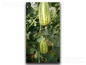 ����3̖-��ϷN��-����N��