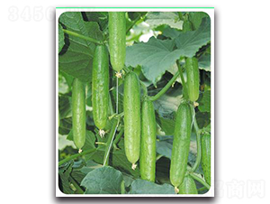 ����-�S�ϷN��-����N��