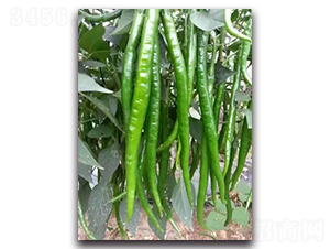 �ھ�����-�����N��-����N��