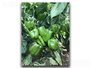 �н�1615-�����N��-����N��