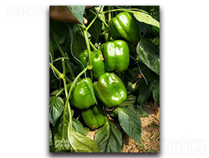 ����ʮ̖-�����N��-����N��