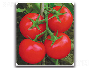 �t��-���ѷN��-����N��