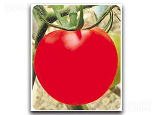 �t�P��̖-���ѷN��-����N��