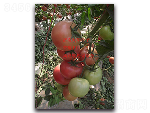 �sҫ-��-���ѷN��-����N��