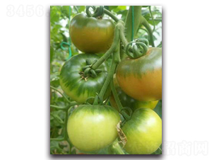 �G��-���ѷN��-����N��