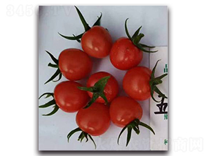 ��ؐ��-���ѷN��-����N��