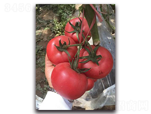 ���66-���ѷN��-����N��